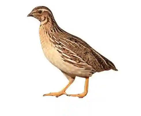 Fresh Quail 2 Pec
