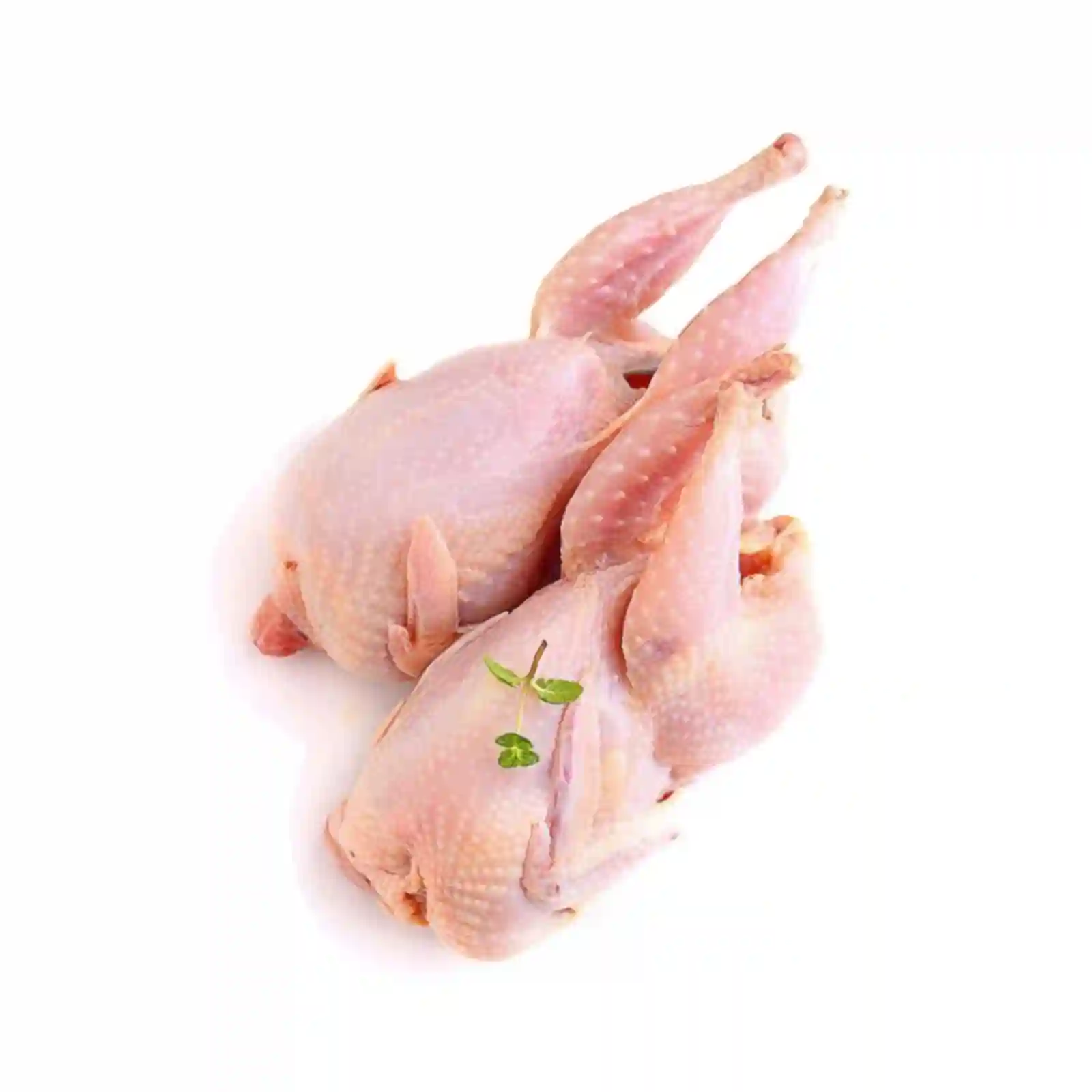 Fresh Pigeon 2 Pec