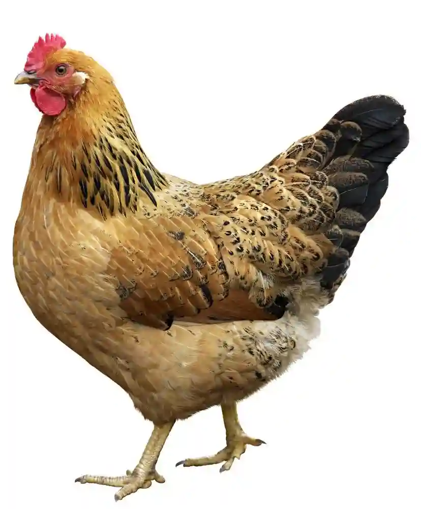 Fresh Whole  Chicken Full Pec