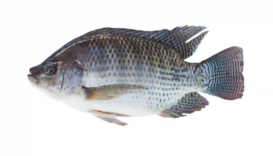 Fresh tilapia fish