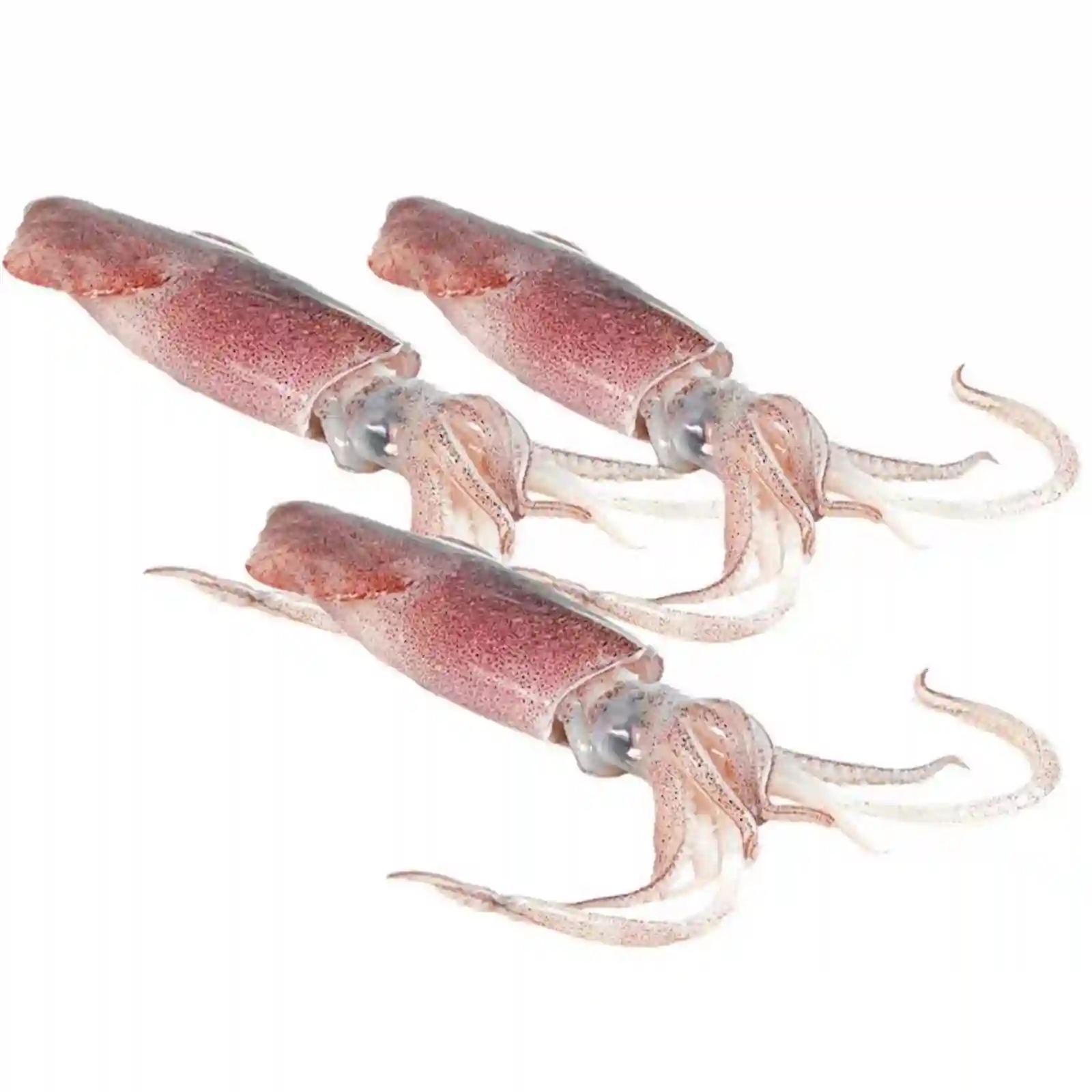 Fresh Squids
