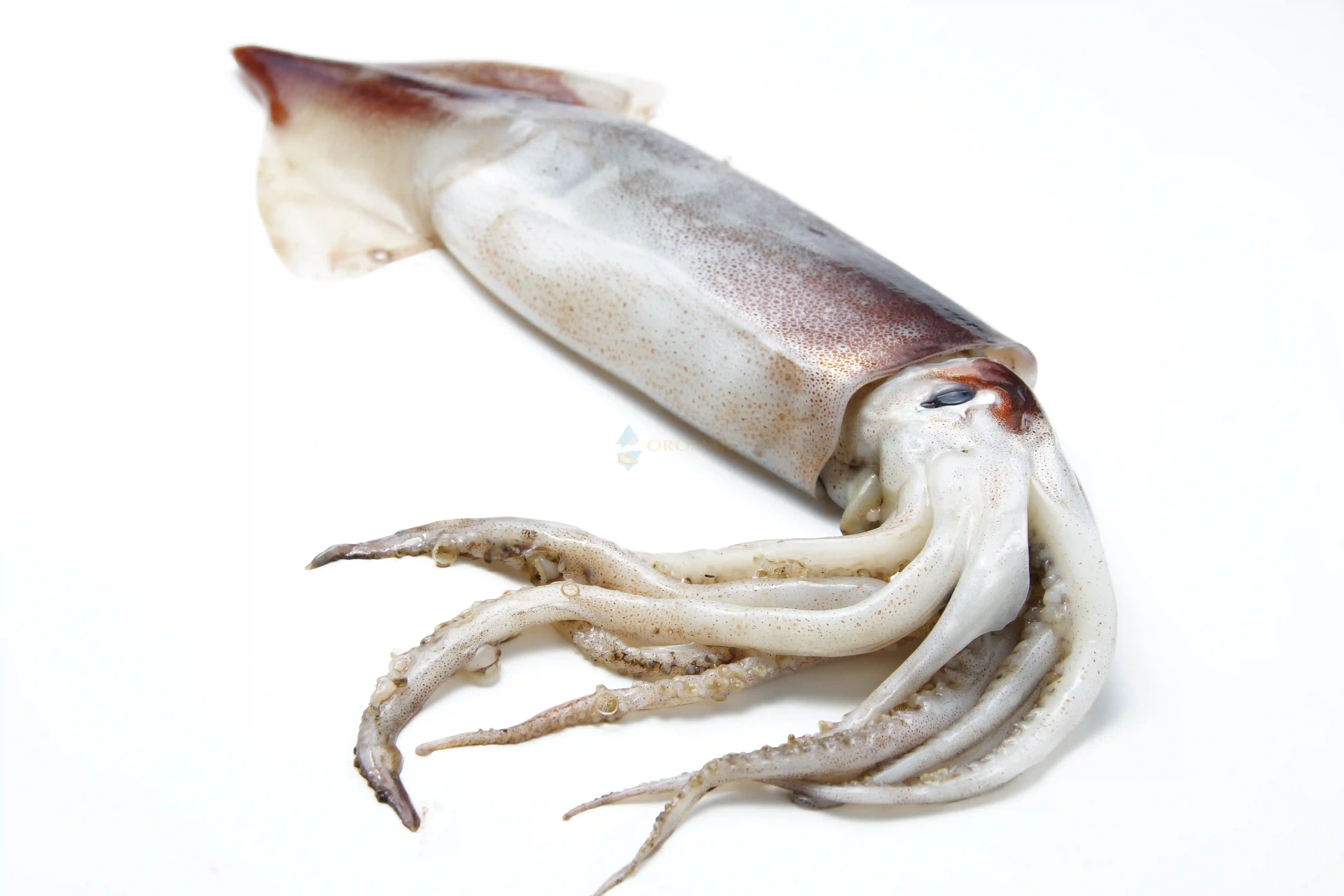 Fresh Squids