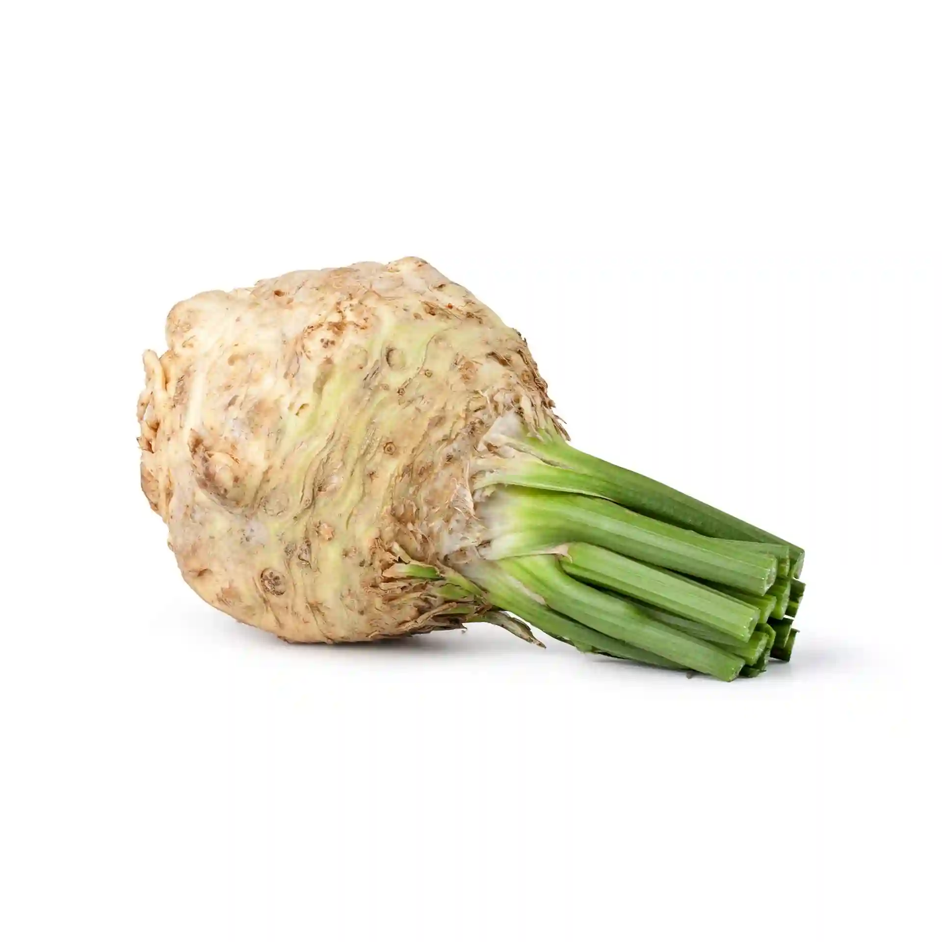 Celery Roots Holland