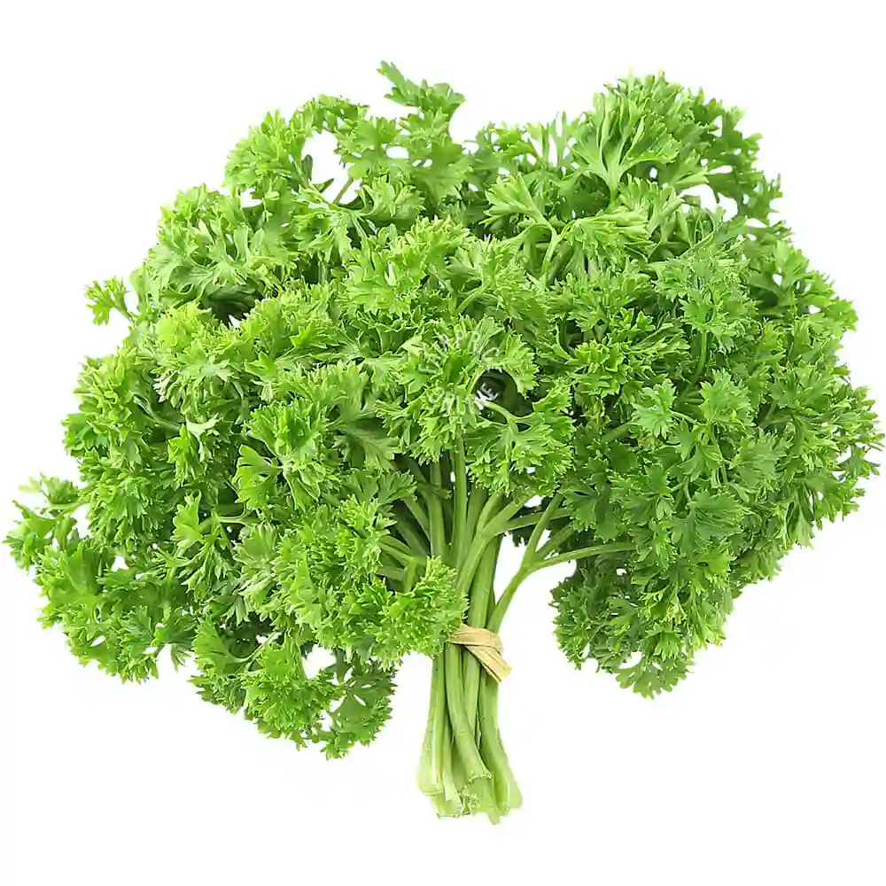 Organic Fresh Parsley Leaves Local