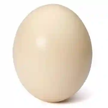Farmila Ostrich Egg