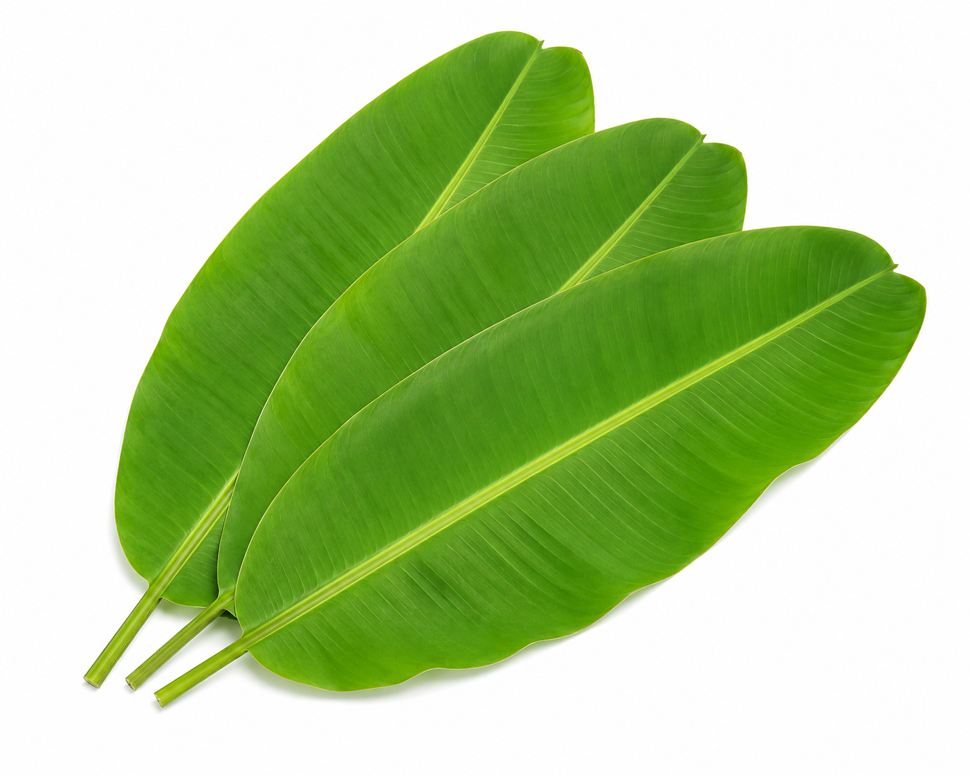 Banana leaf