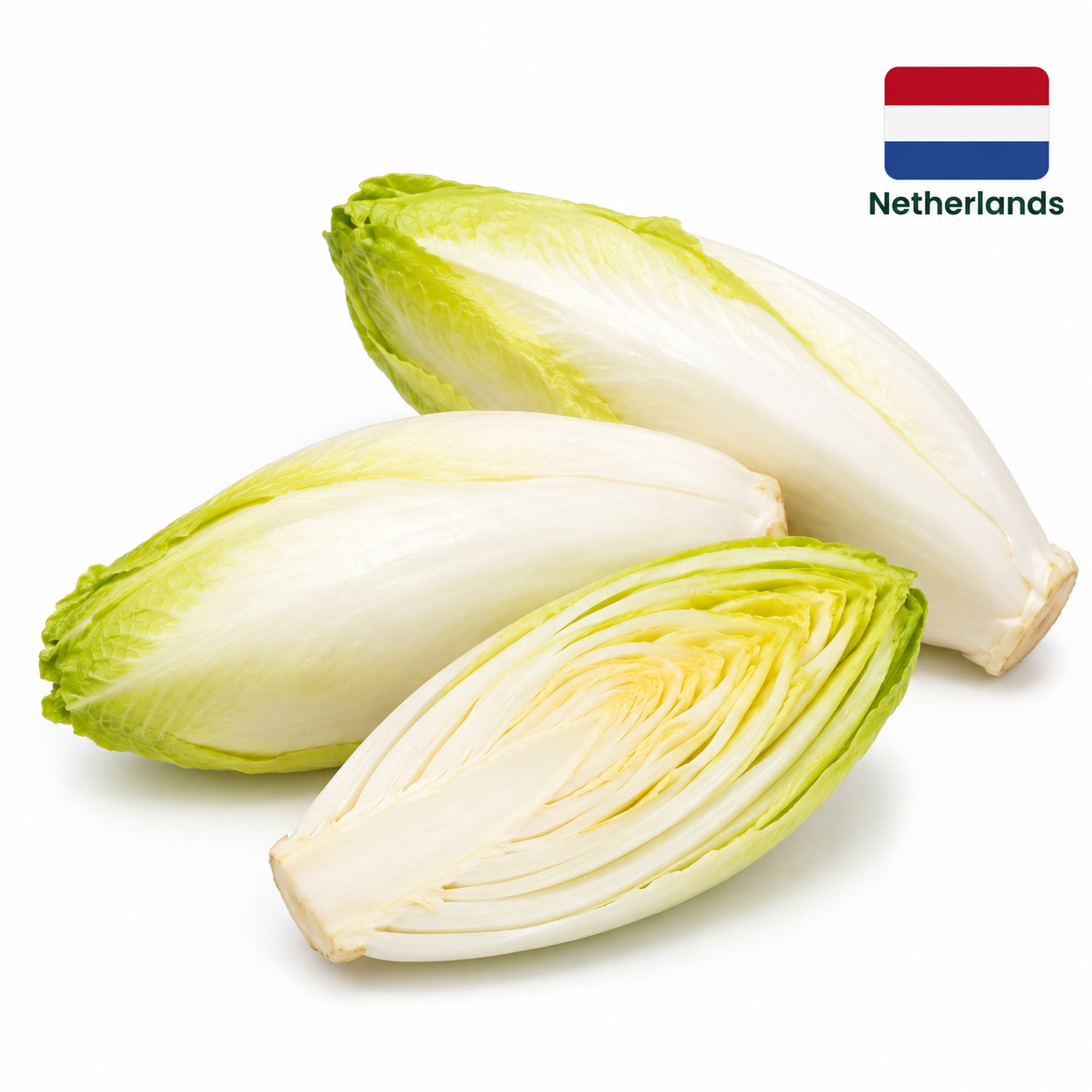 White Chicory