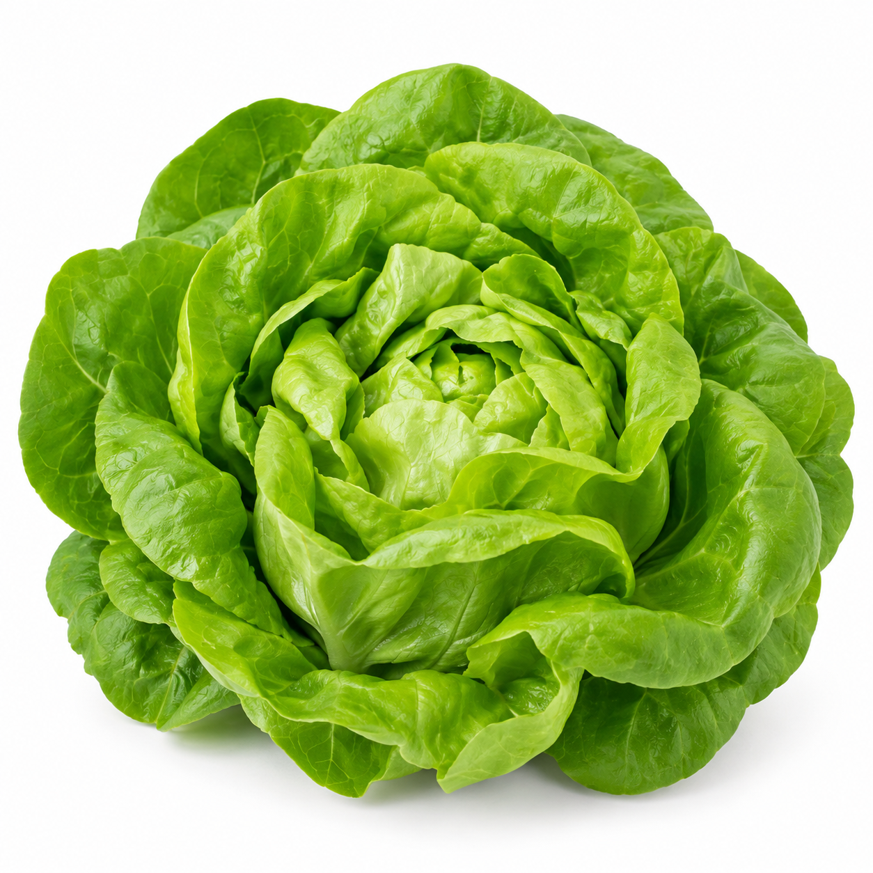 Boston Lettuce