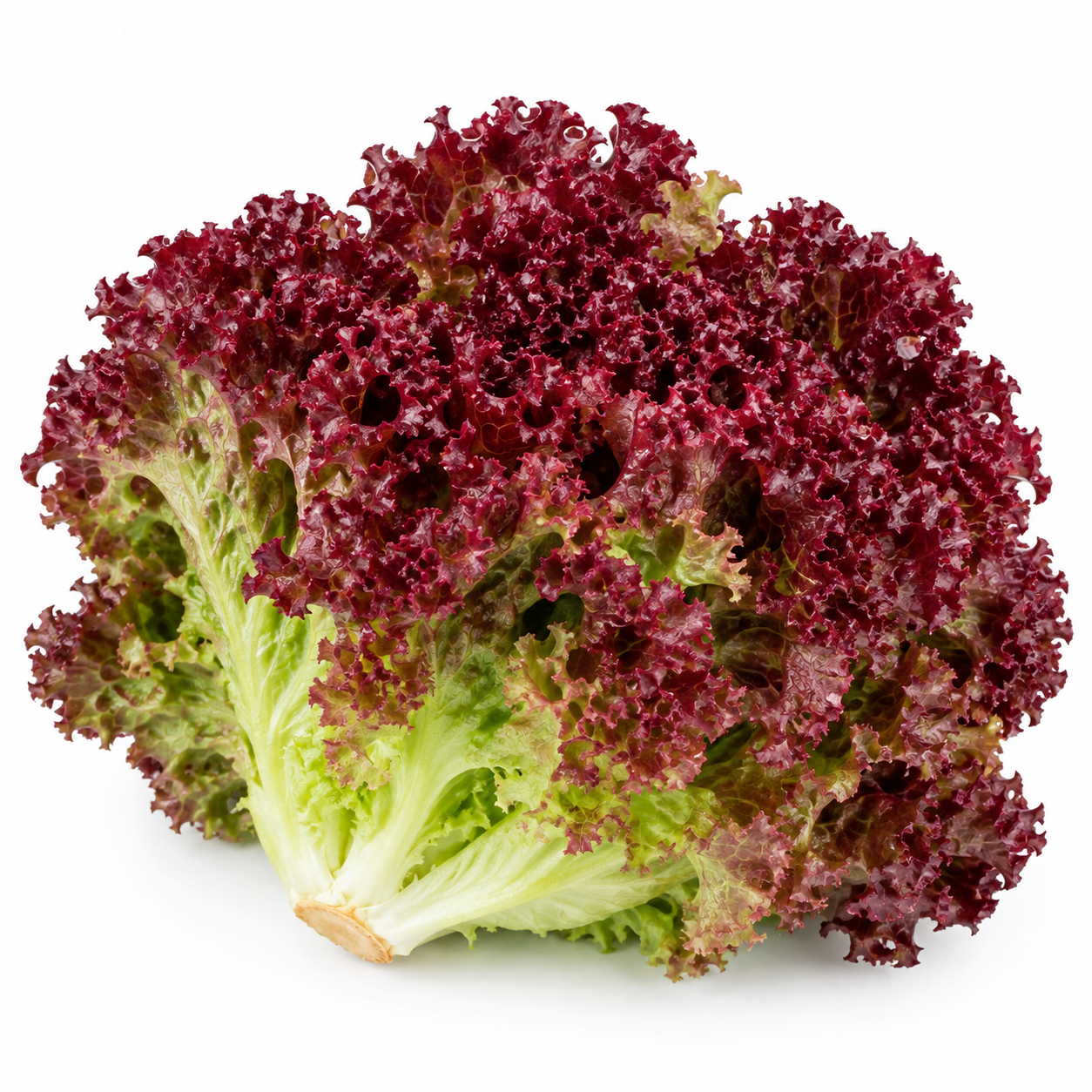 Lollo Rosso