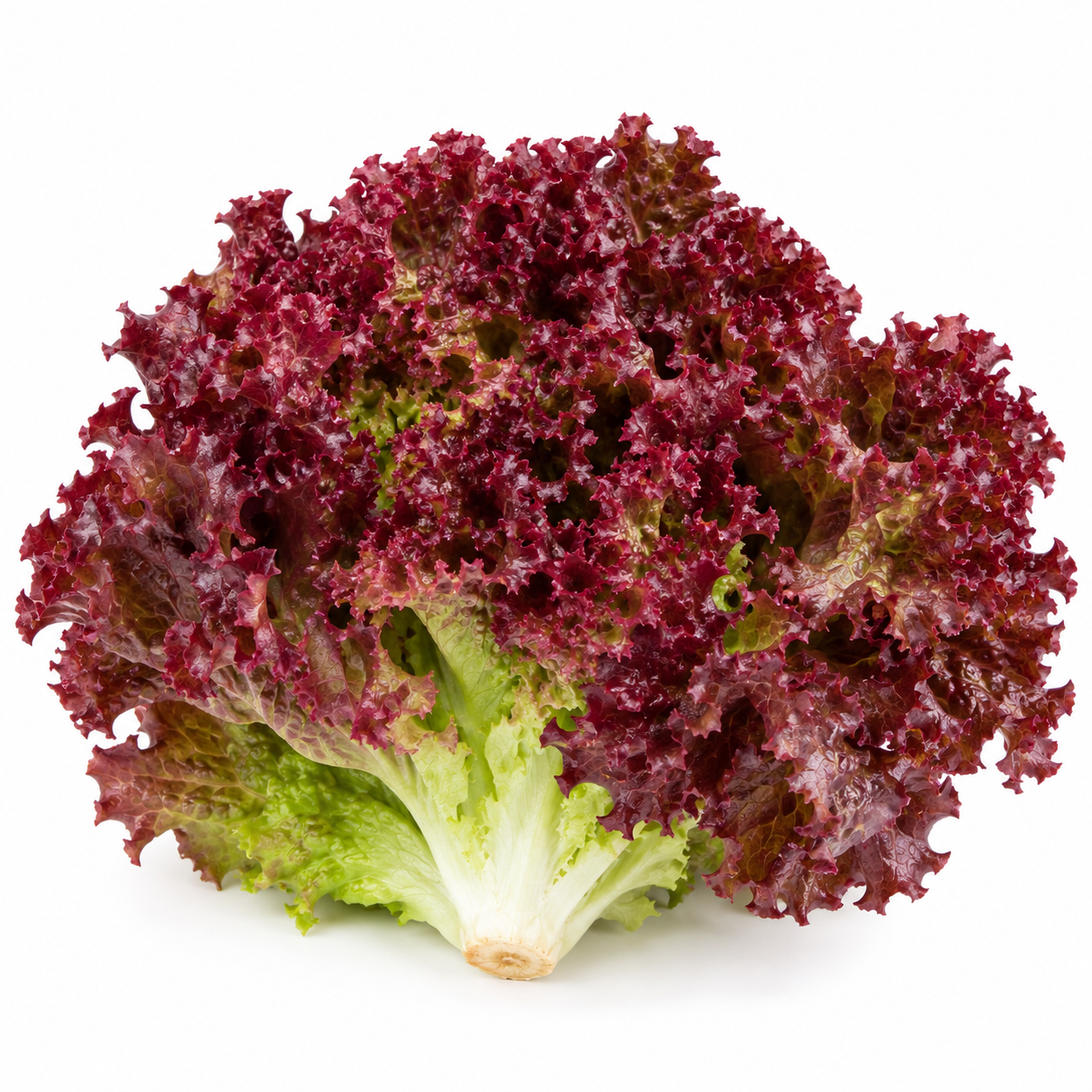 Lollo Rosso