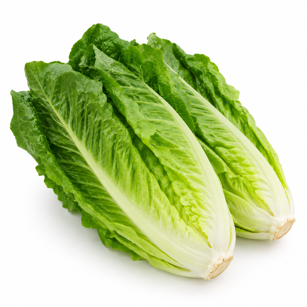 Romain Lettuce