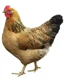 Fresh Whole  Chicken Full Pec