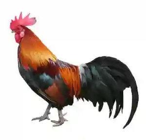 Fresh Whole  Chicken Full Pec
