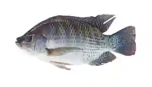 Fresh tilapia fish