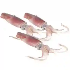 Fresh Squids