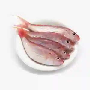 fresh sultan ibrahim fish