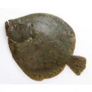 Fresh Turbot Fish France