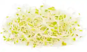 Van der Plas Alfala Sprouts