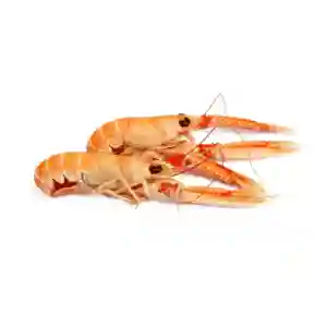 Frozen Langoustine Denmark (13/16)