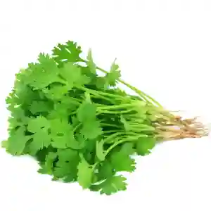 Organic Coriander Leaves
