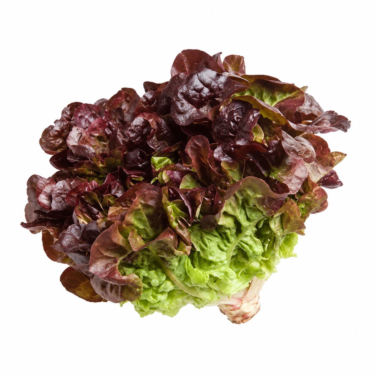 Oakleaf Lettuce