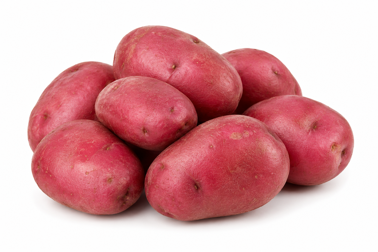 Potato Red Holland