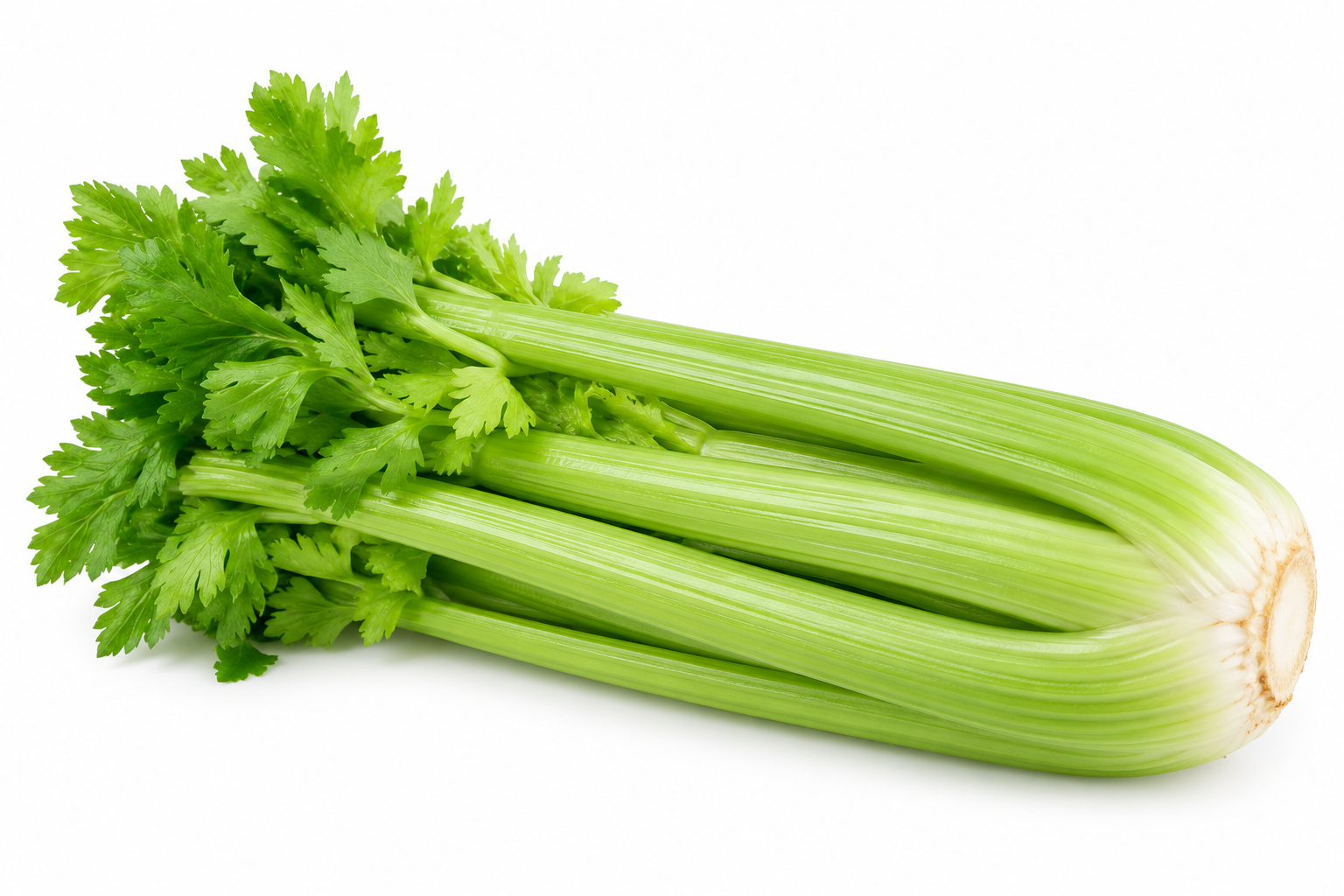 celery Holland