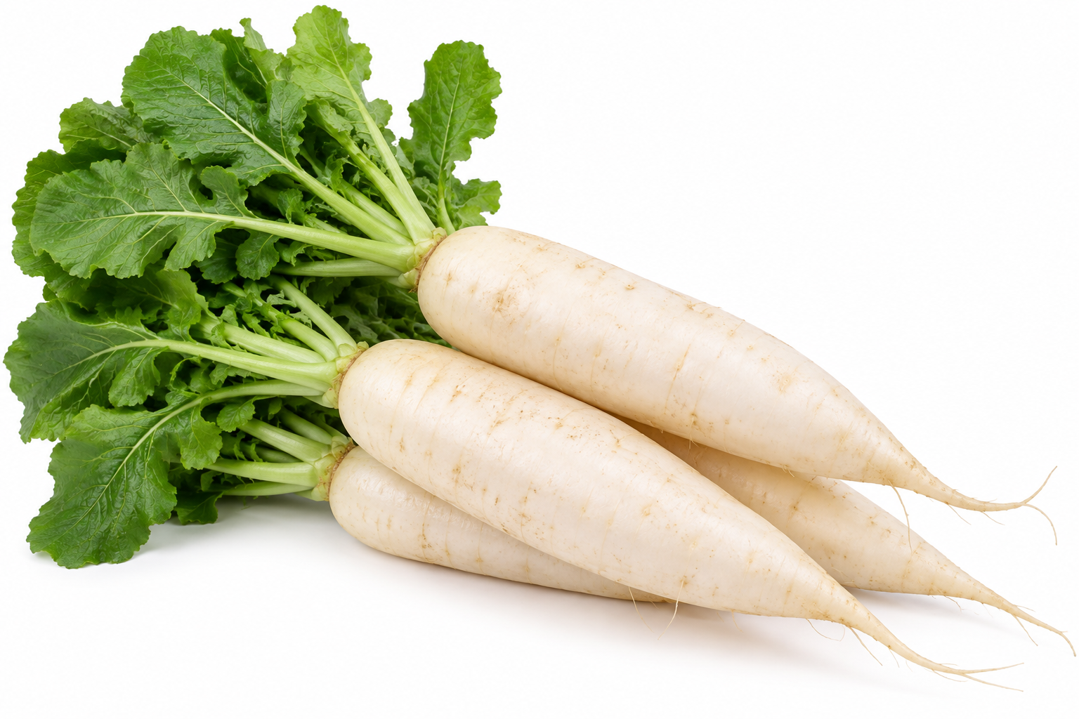 white radish