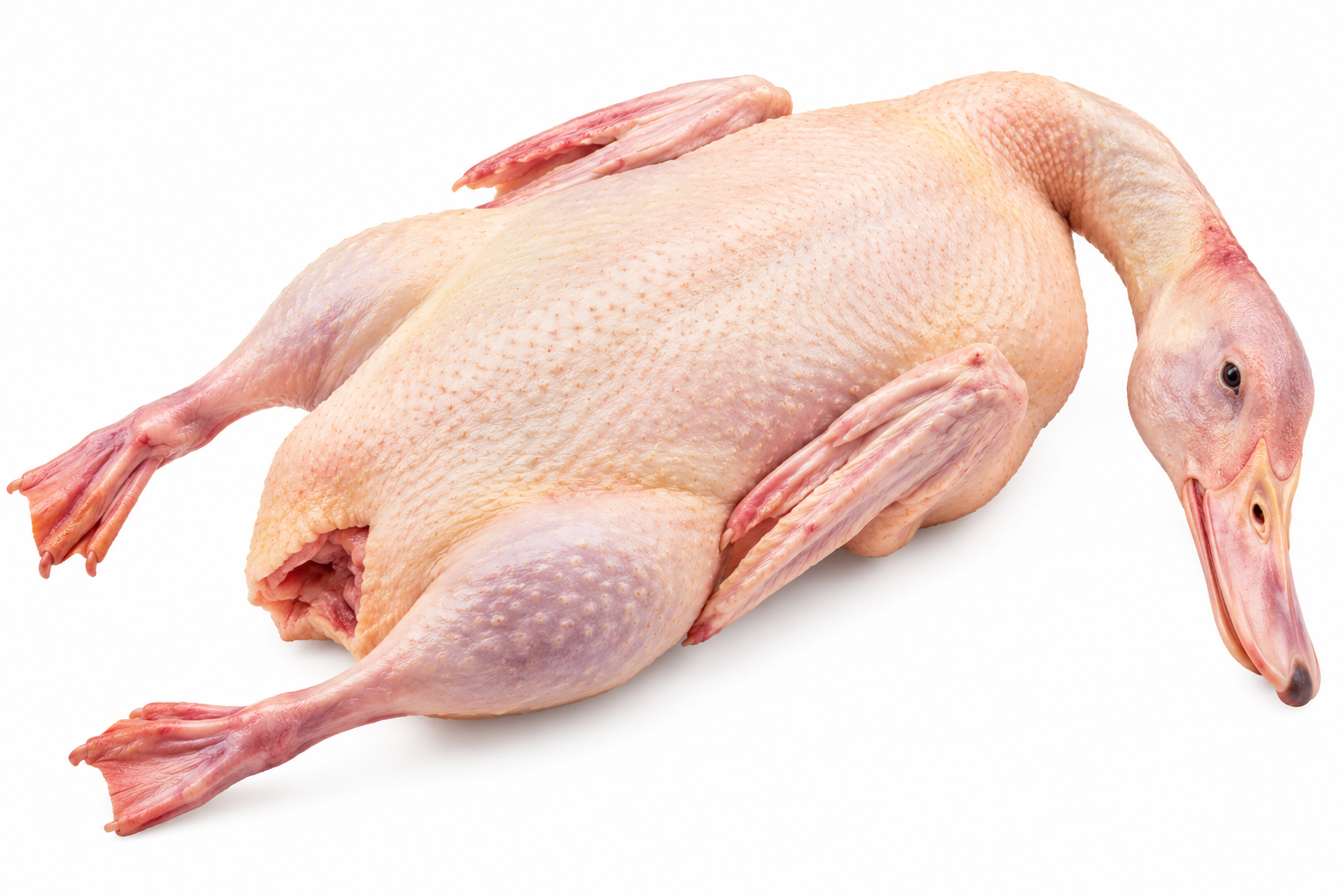 Live Duck